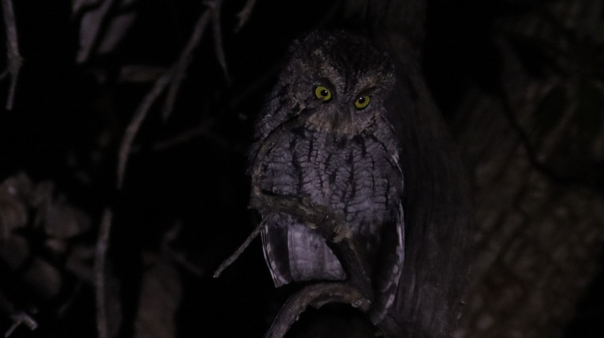 Whiskered Screech-Owl - ML622751011