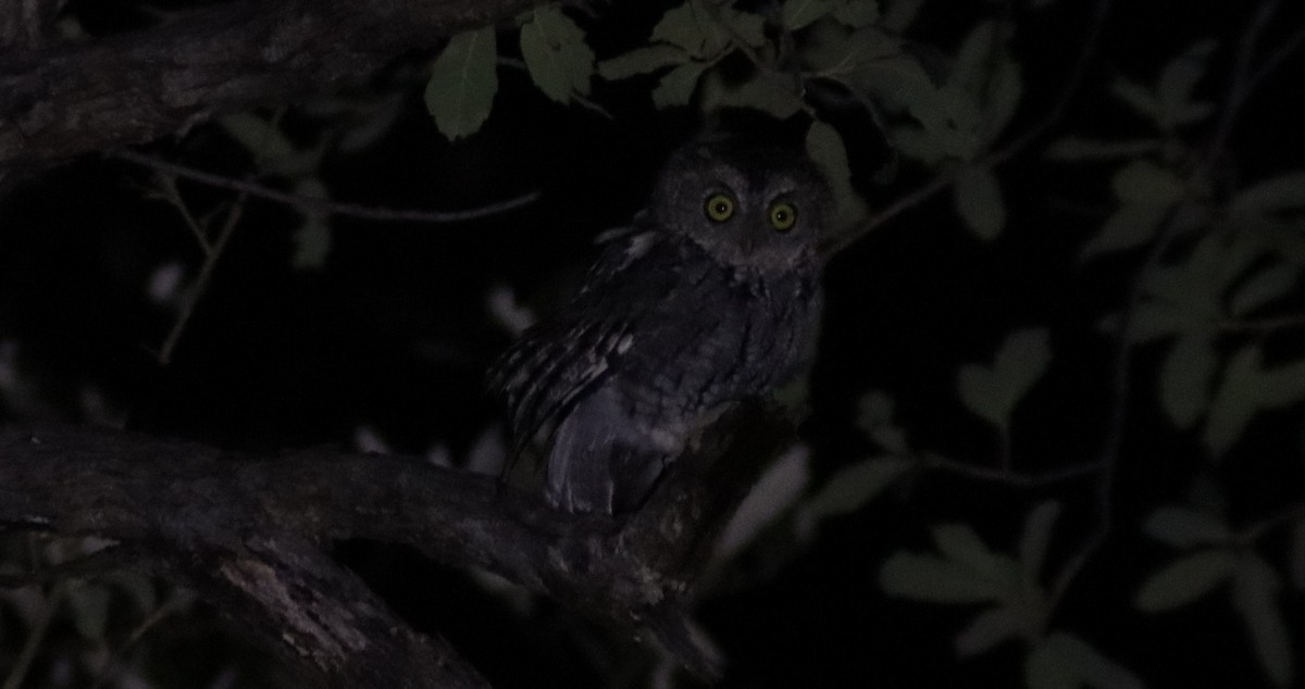 Whiskered Screech-Owl - BJ dooley