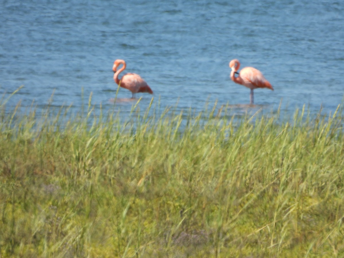 rødflamingo - ML622751057