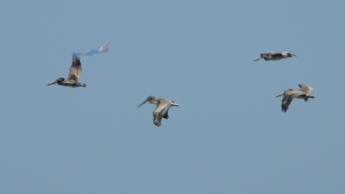 Brown Pelican - Carol Furutani