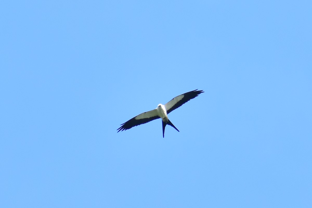 Swallow-tailed Kite - ML622751096