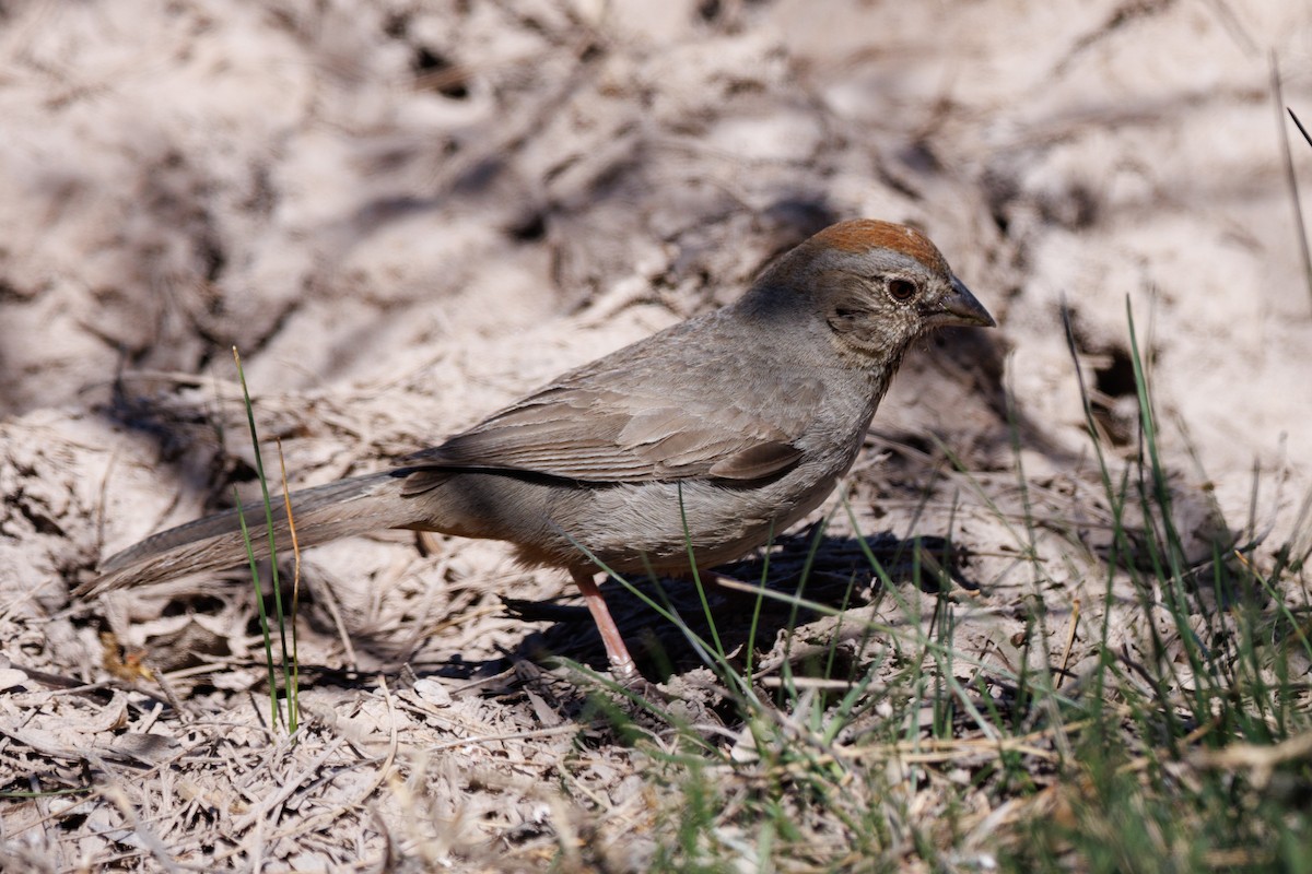 Canyon Towhee - André Turcot