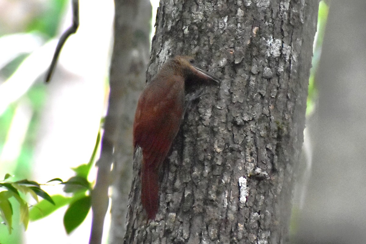 Northern Barred-Woodcreeper - ML622751147