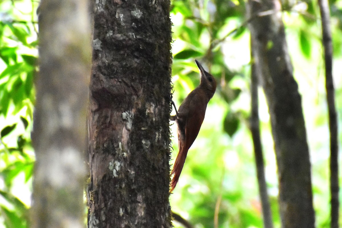 Northern Barred-Woodcreeper - ML622751148