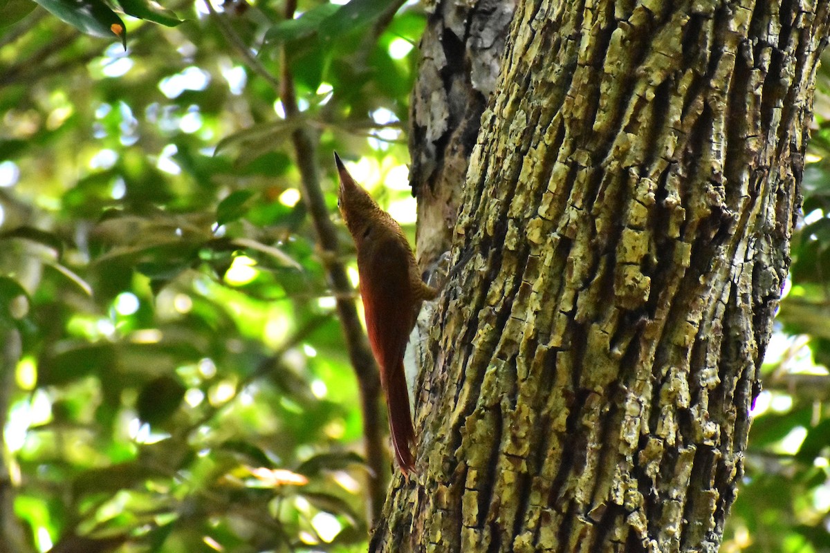 Northern Barred-Woodcreeper - ML622751149