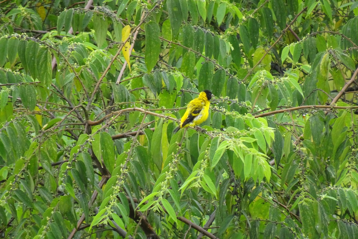 Saffron Siskin - ML622751168