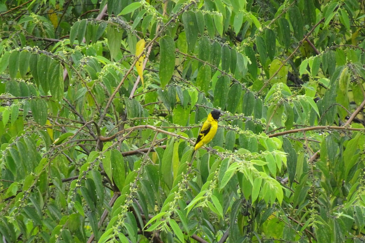 Saffron Siskin - ML622751169