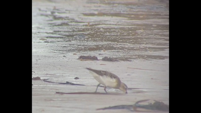 Semipalmated Sandpiper - ML622751178