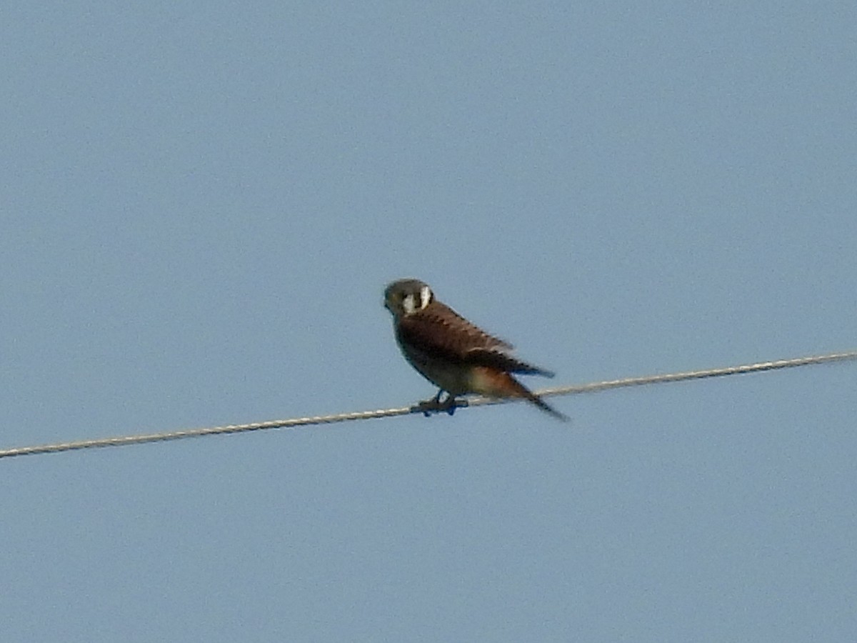 EBird Checklist 20 Aug 2024 Britton Burmeister Olson Rd Sod Farms