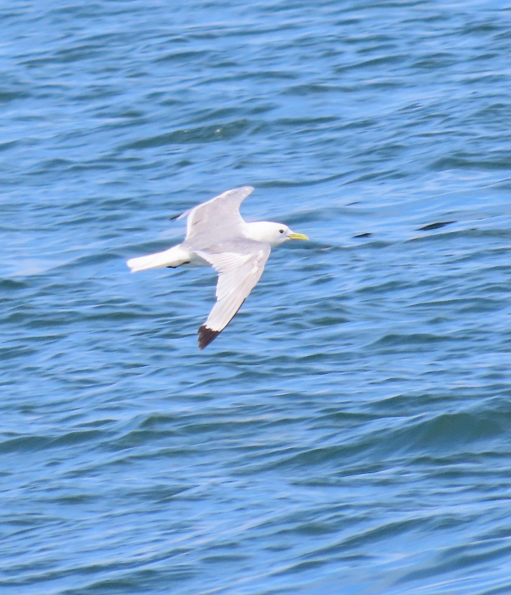 Black-legged Kittiwake - Rhonda Langelaan