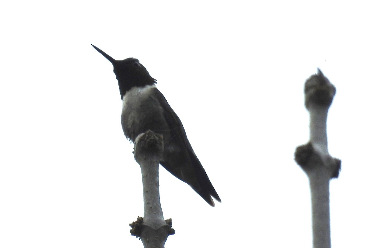 Ruby-throated Hummingbird - Sean MInnick