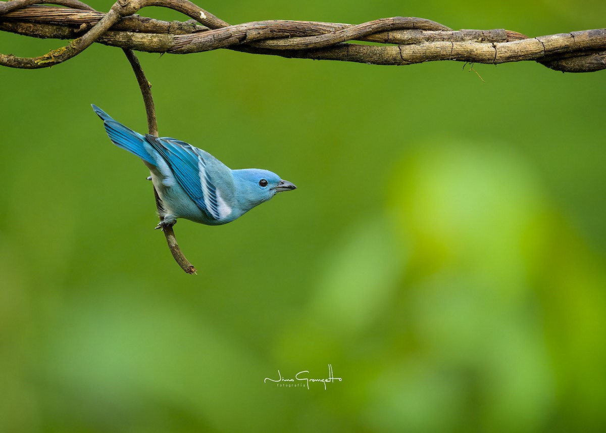 Blue-gray Tanager (White-edged) - ML622751311