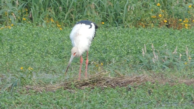 Maguari Stork - ML622751329