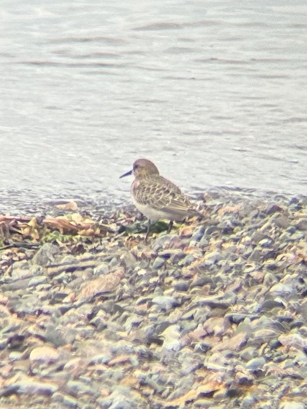 Baird's Sandpiper - ML622751355