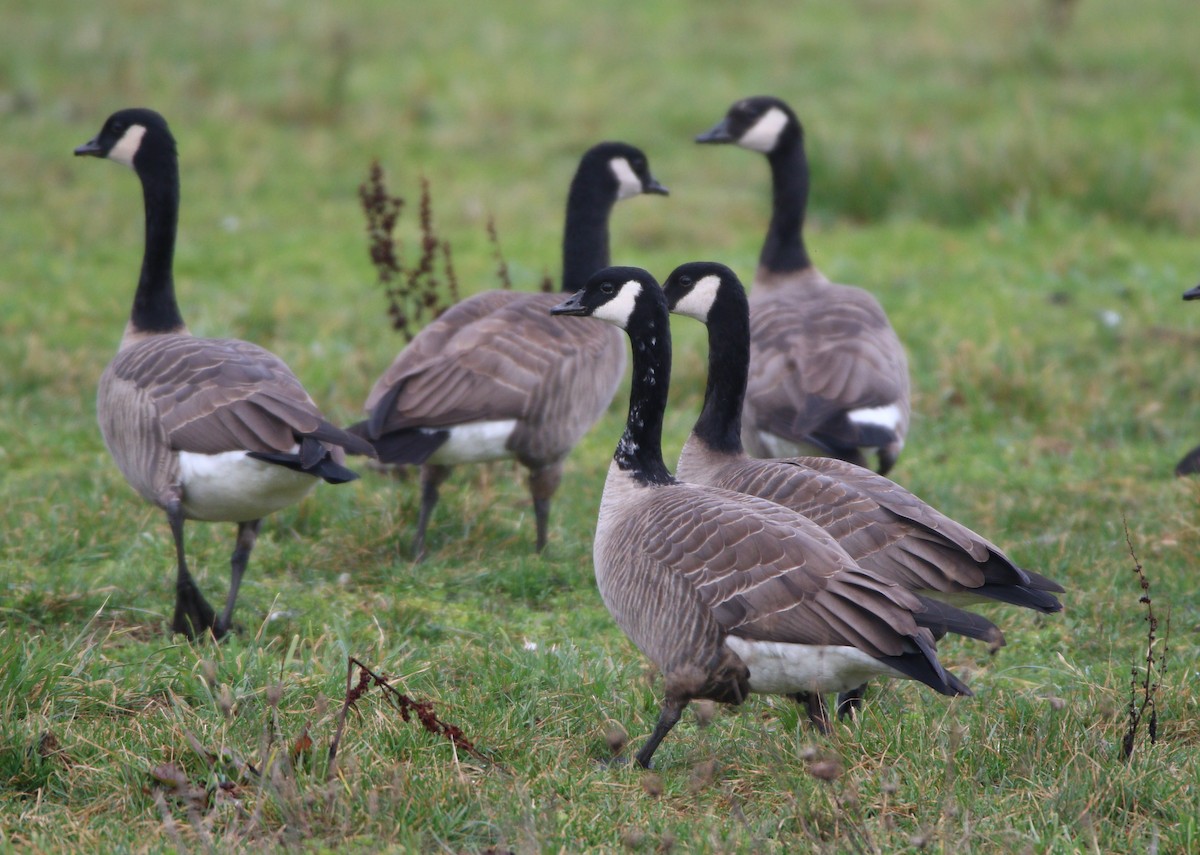 Cackling Goose - Liam Ragan