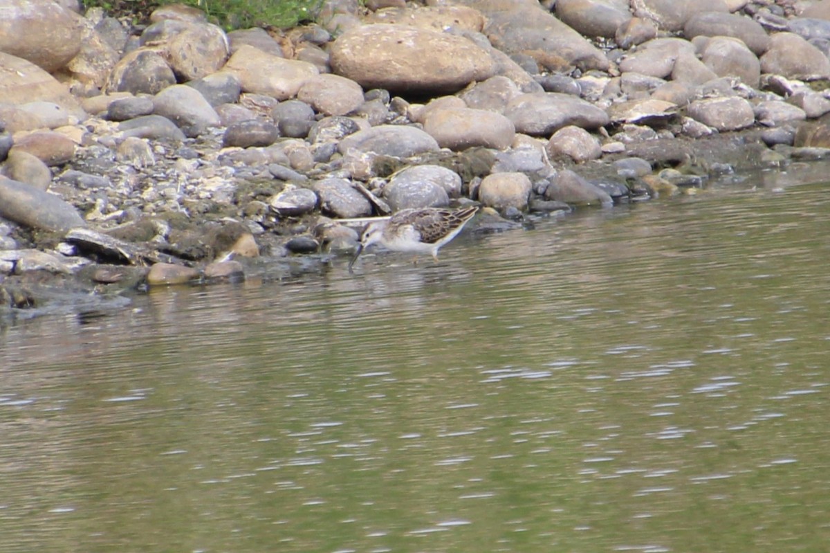 Wilson's Phalarope - ML622751415