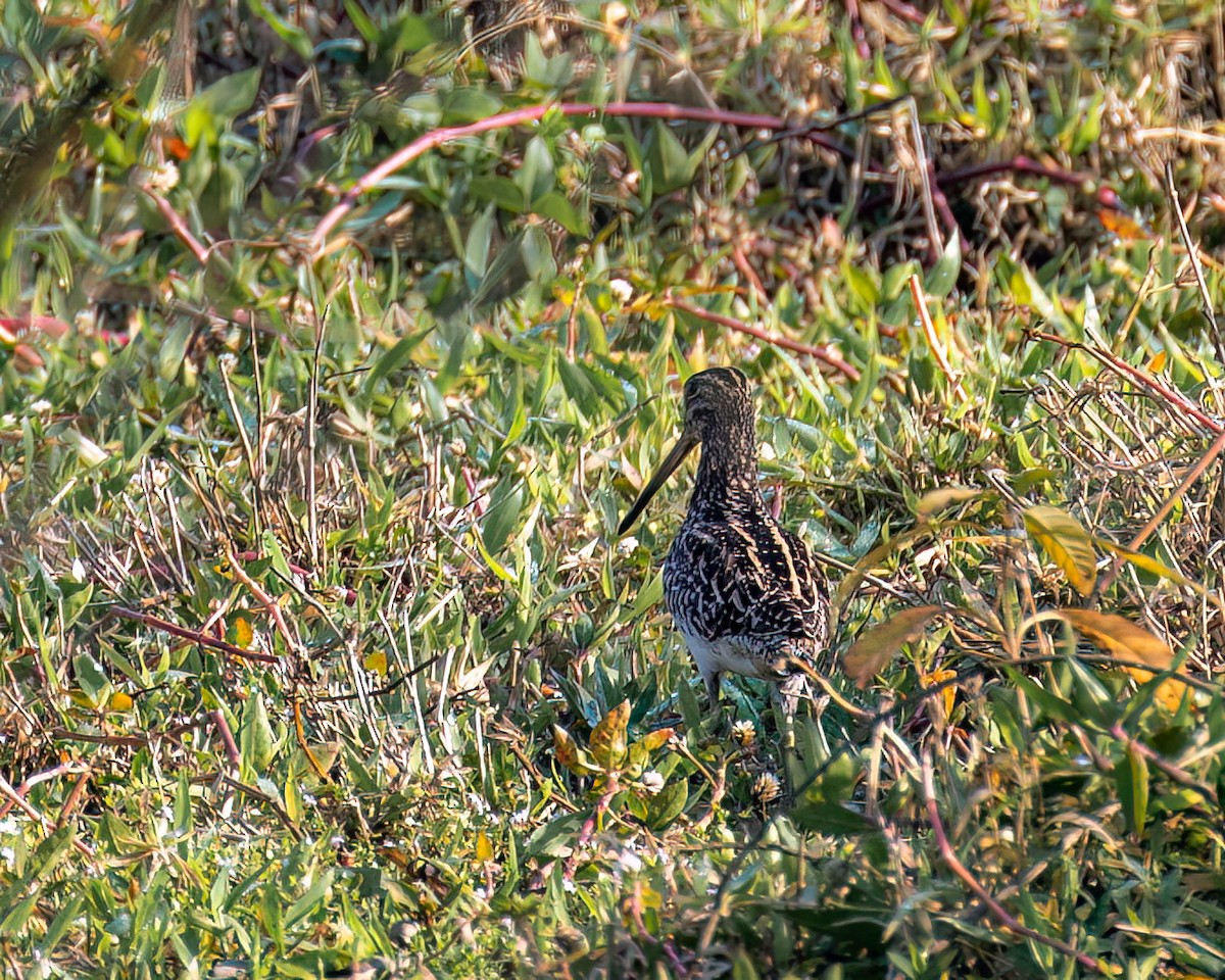 Pantanal Snipe - ML622751421