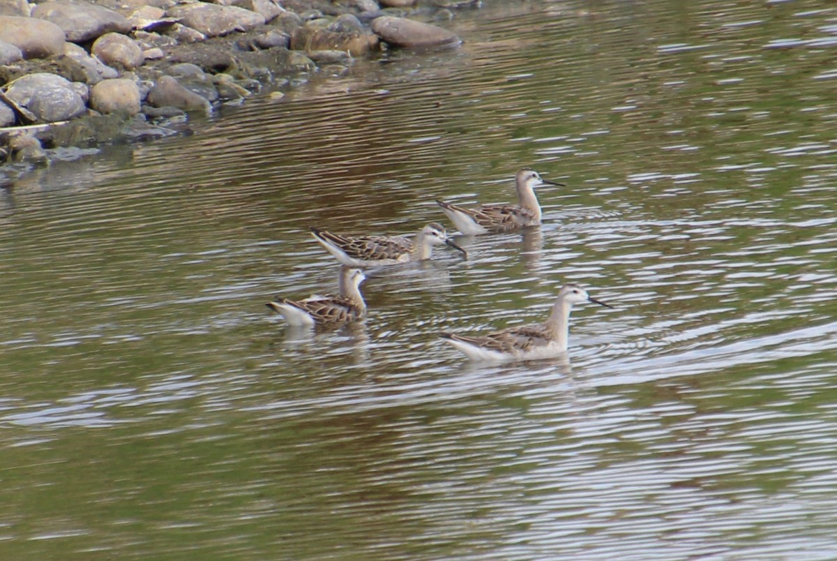 Wilson's Phalarope - ML622751425