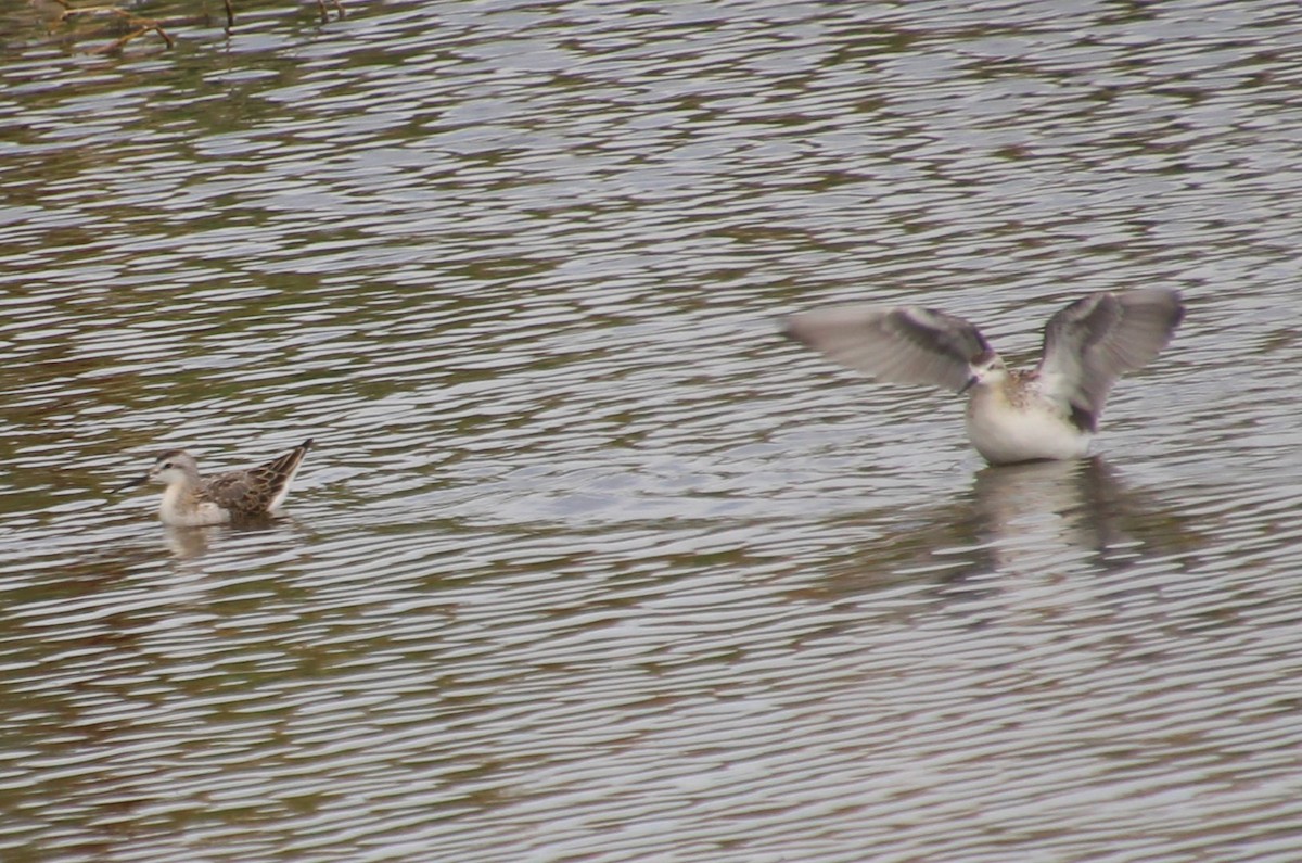 Wilson's Phalarope - ML622751430