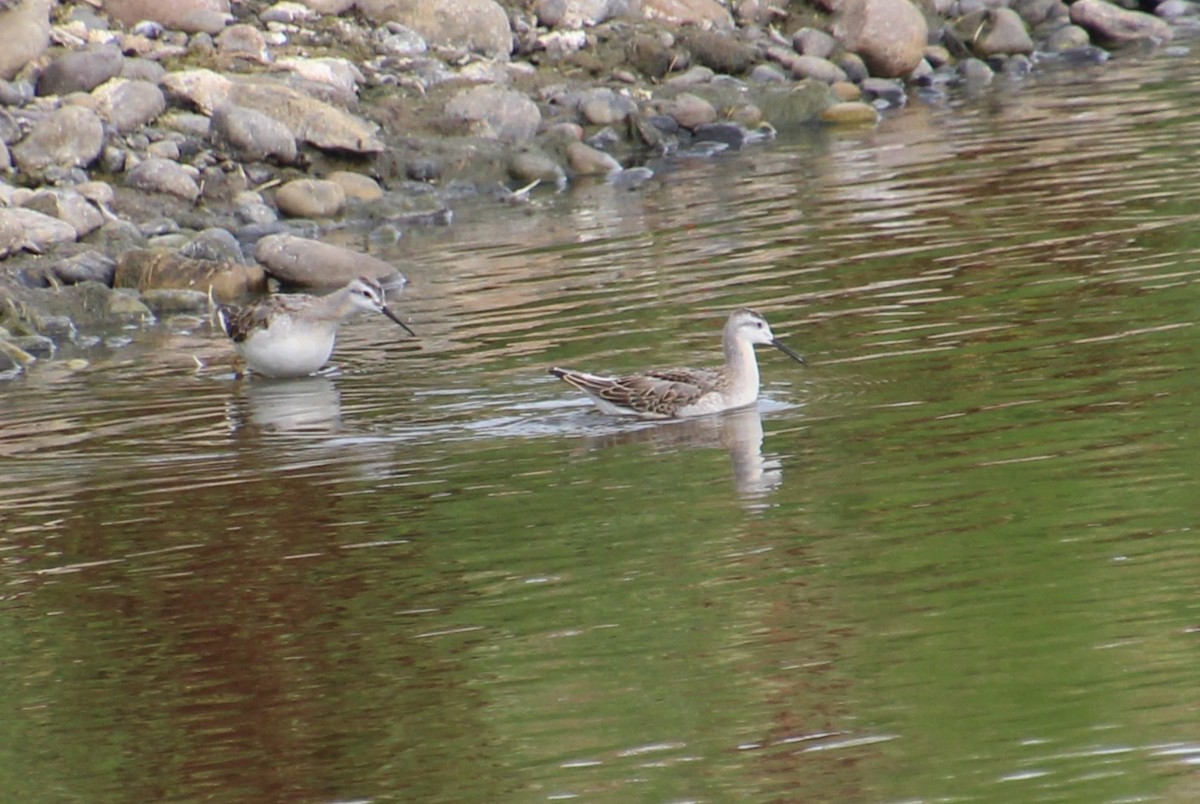 Wilson's Phalarope - ML622751441