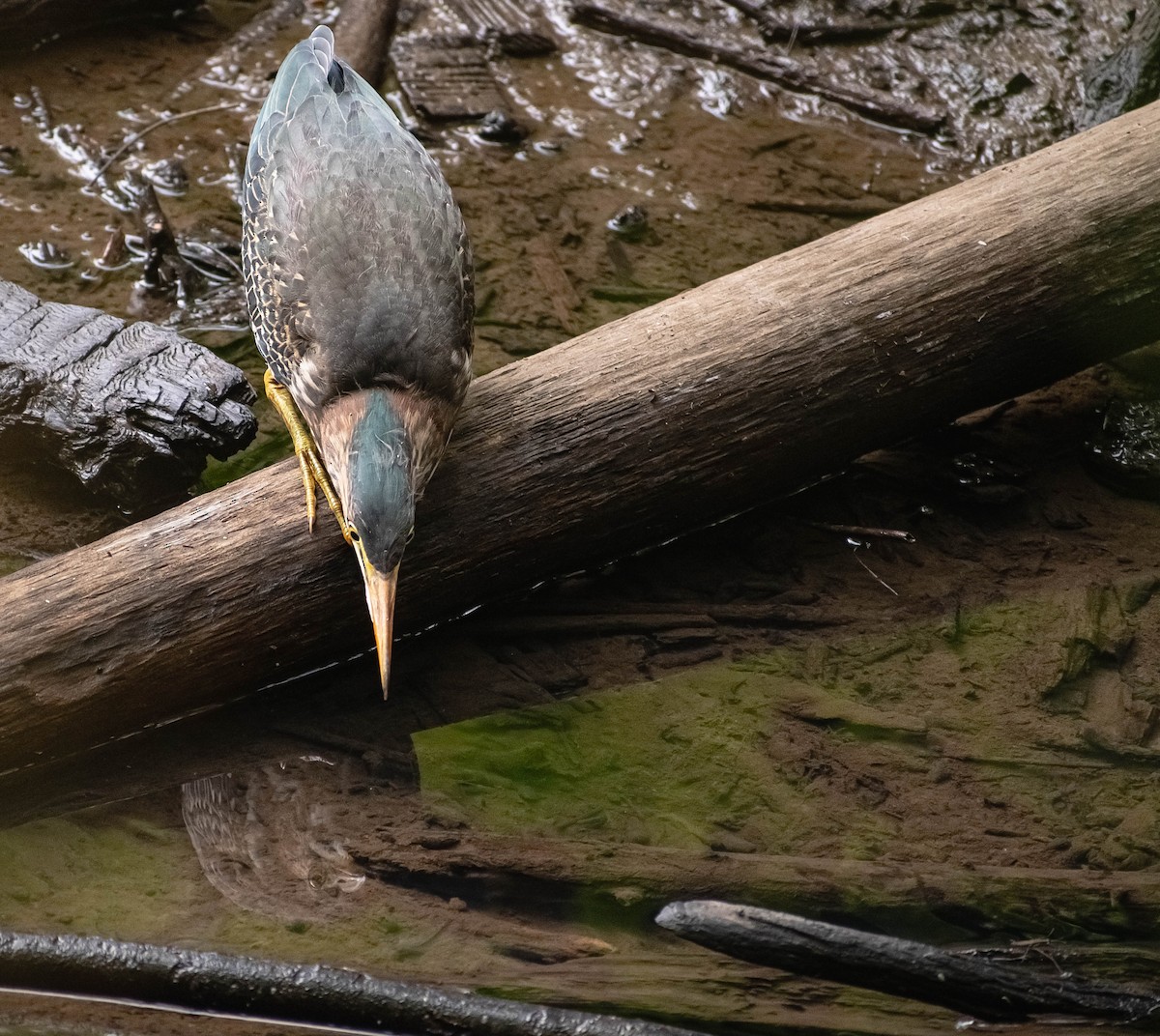 Green Heron - ML622751444