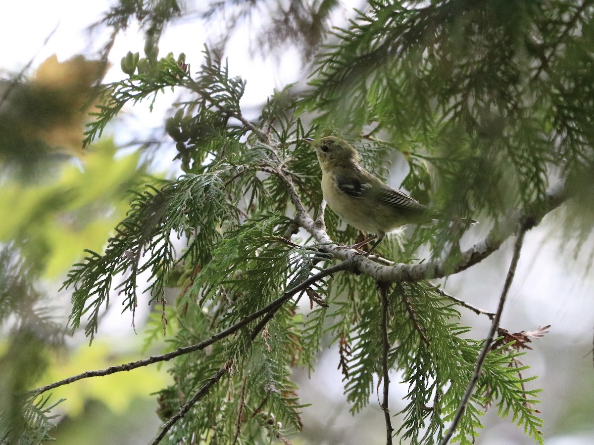 Bay-breasted Warbler - ML622751449