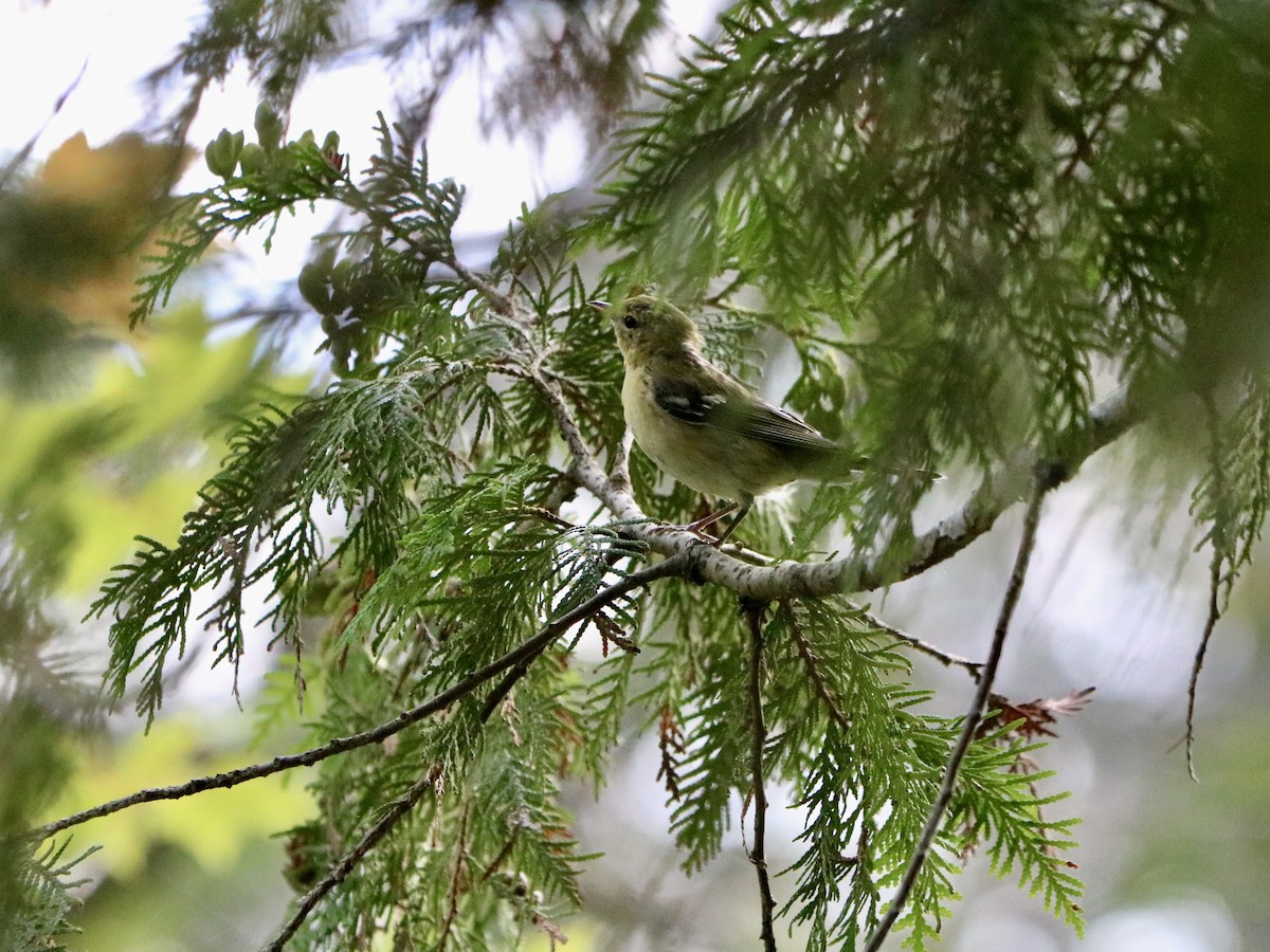 Bay-breasted Warbler - ML622751450