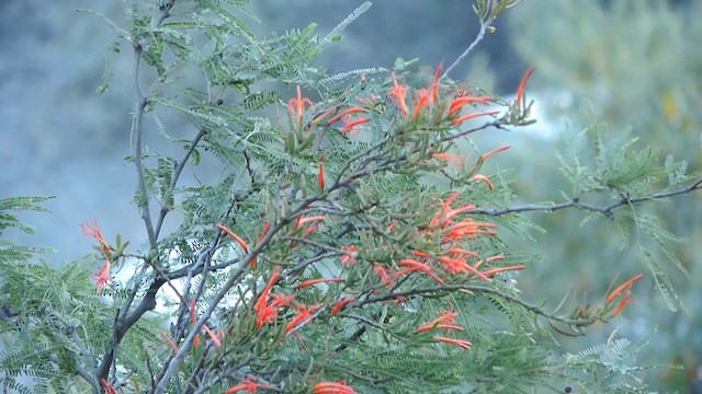 Slender-tailed Woodstar - ML622751518