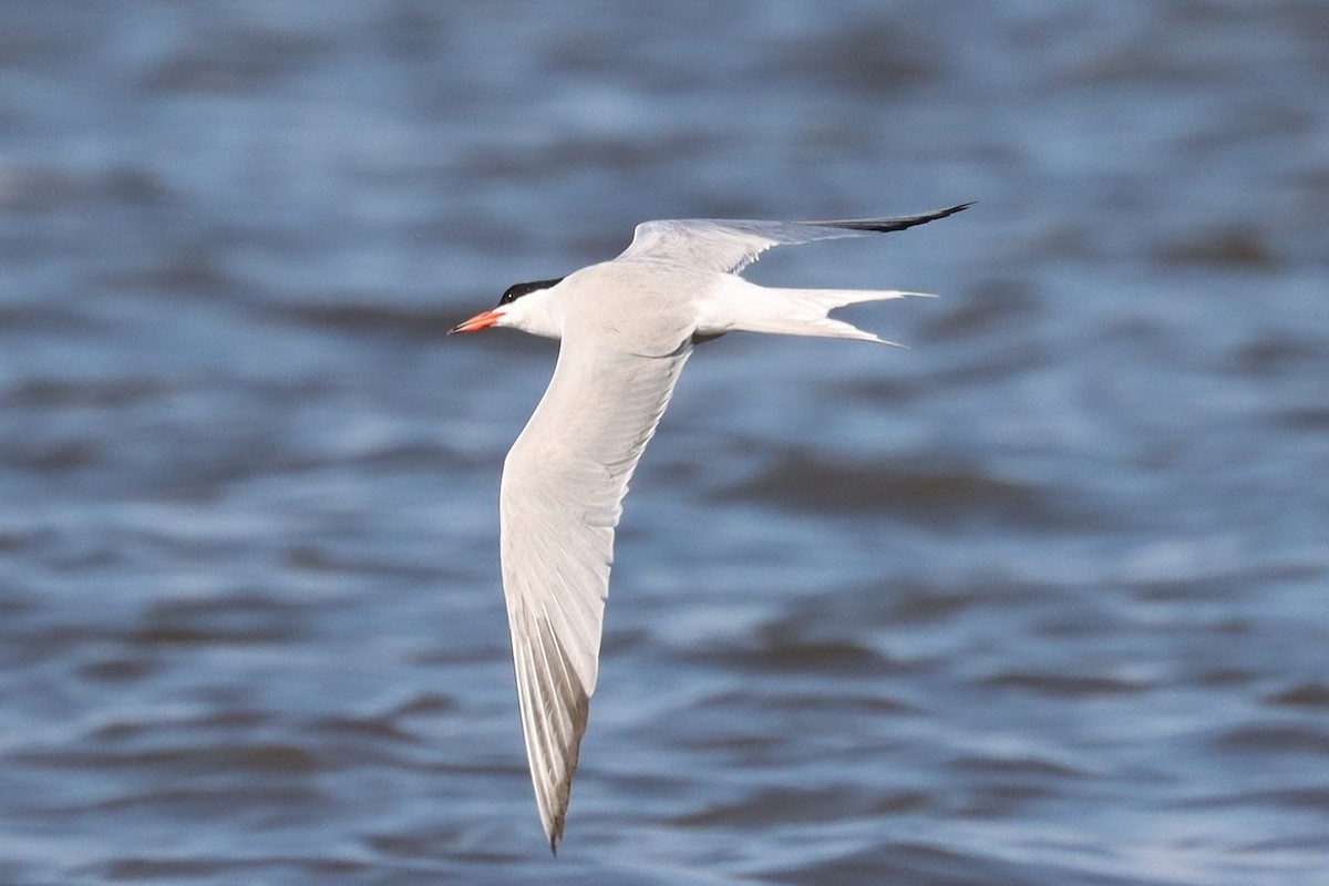 Common Tern - ML622751542