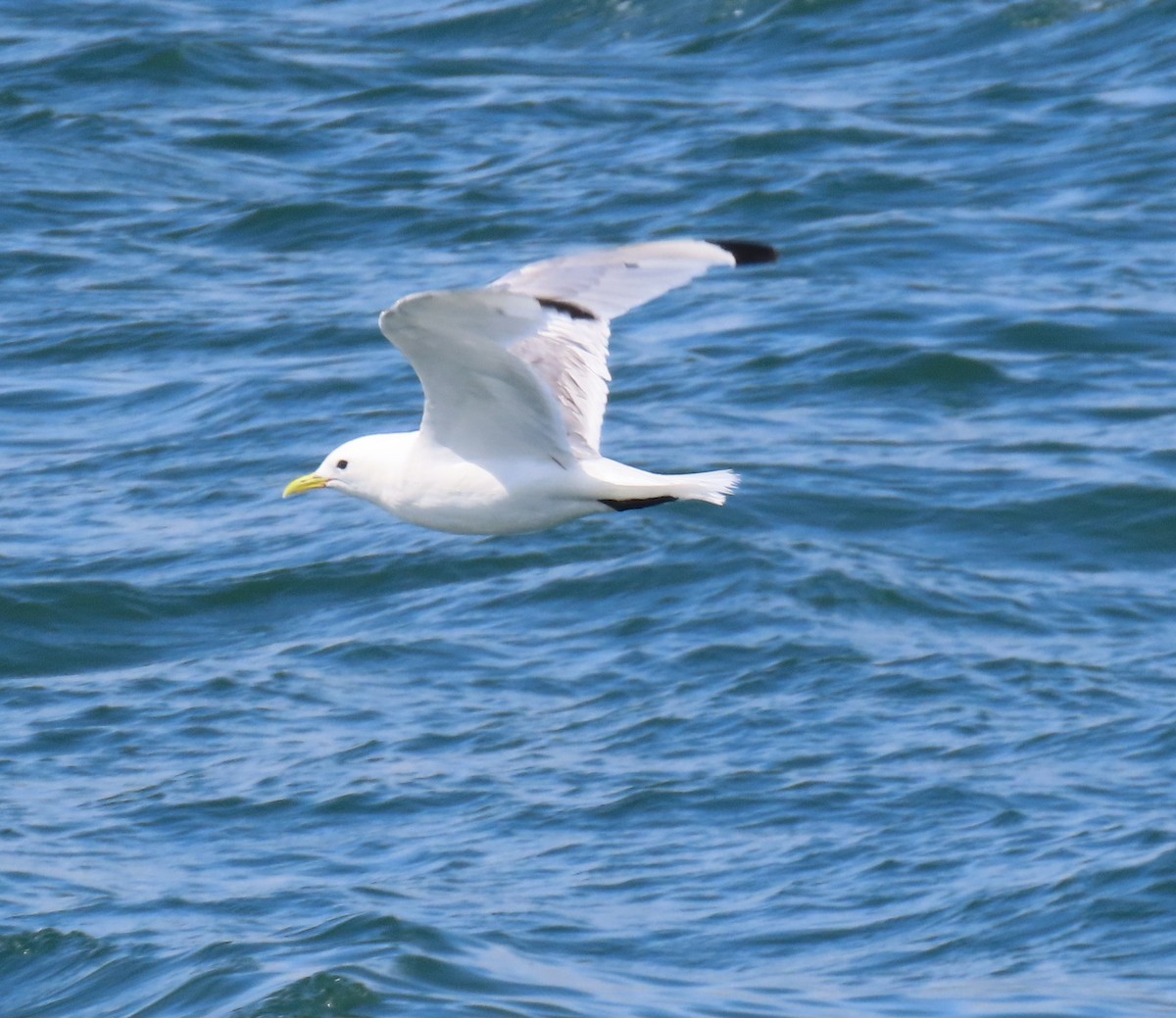 Black-legged Kittiwake - ML622751566