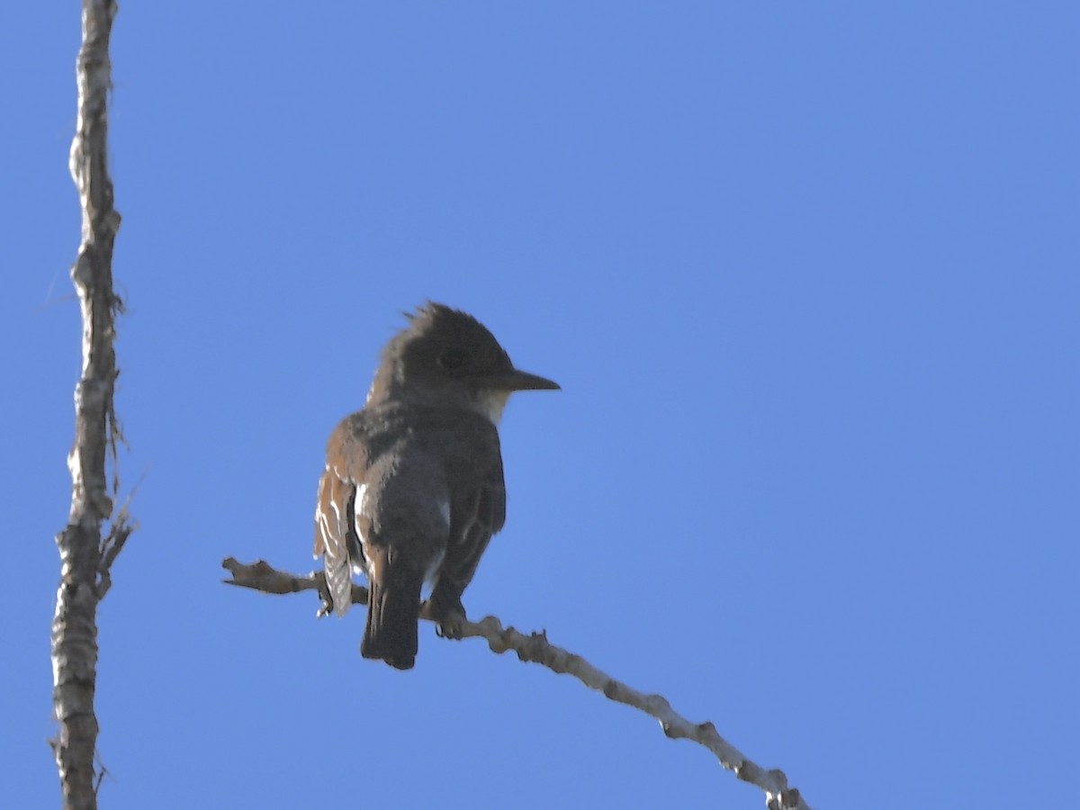 Olive-sided Flycatcher - Shiraz Vira