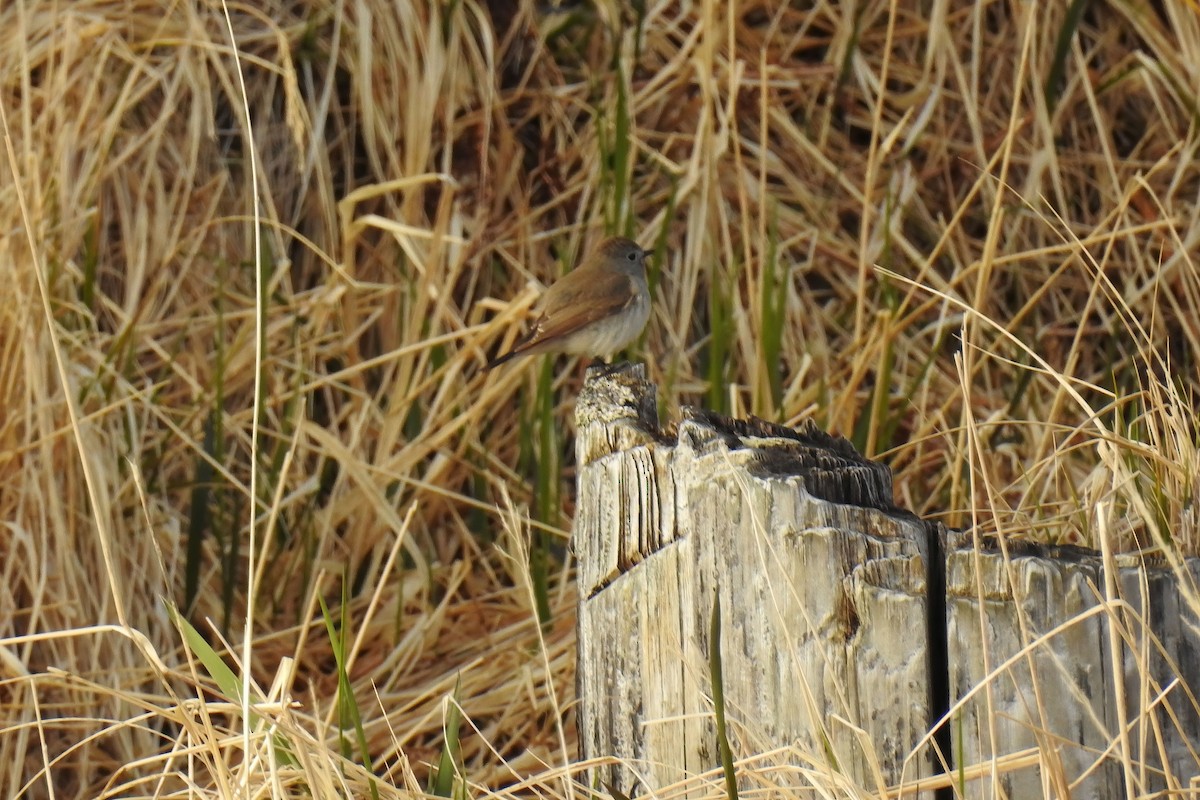 Taiga Flycatcher - ML622751658