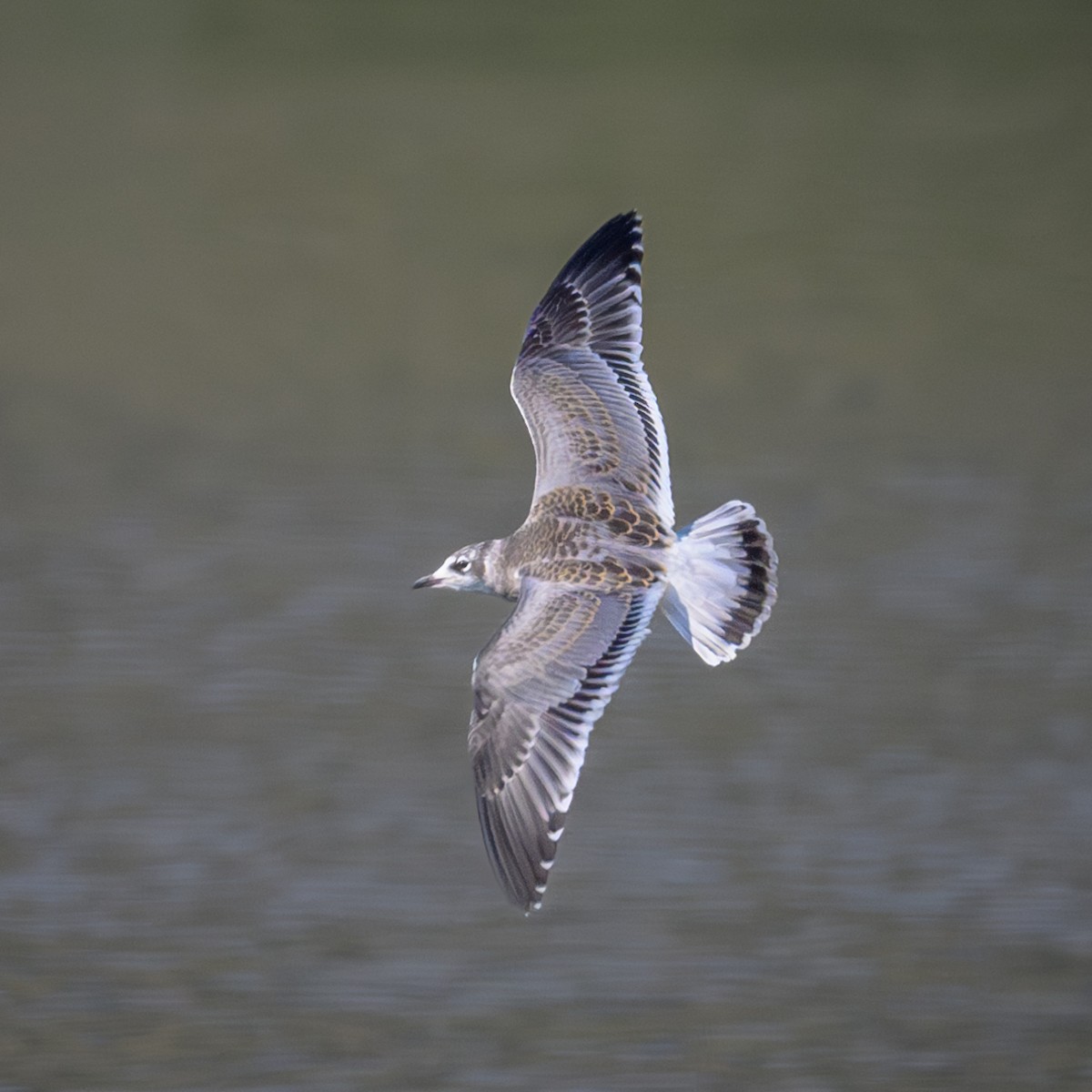 Mouette de Franklin - ML622751690