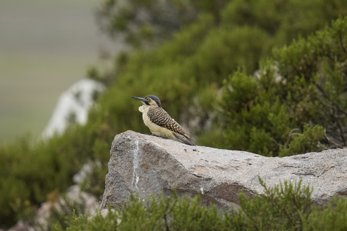 Andean Flicker - Michael Espinoza Roque