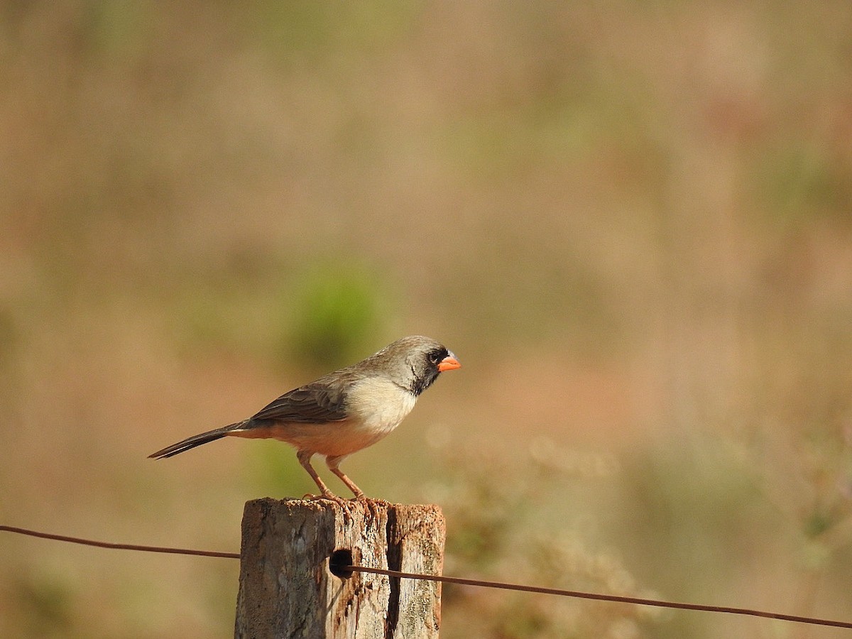 Black-throated Saltator - Leonardo Bordin