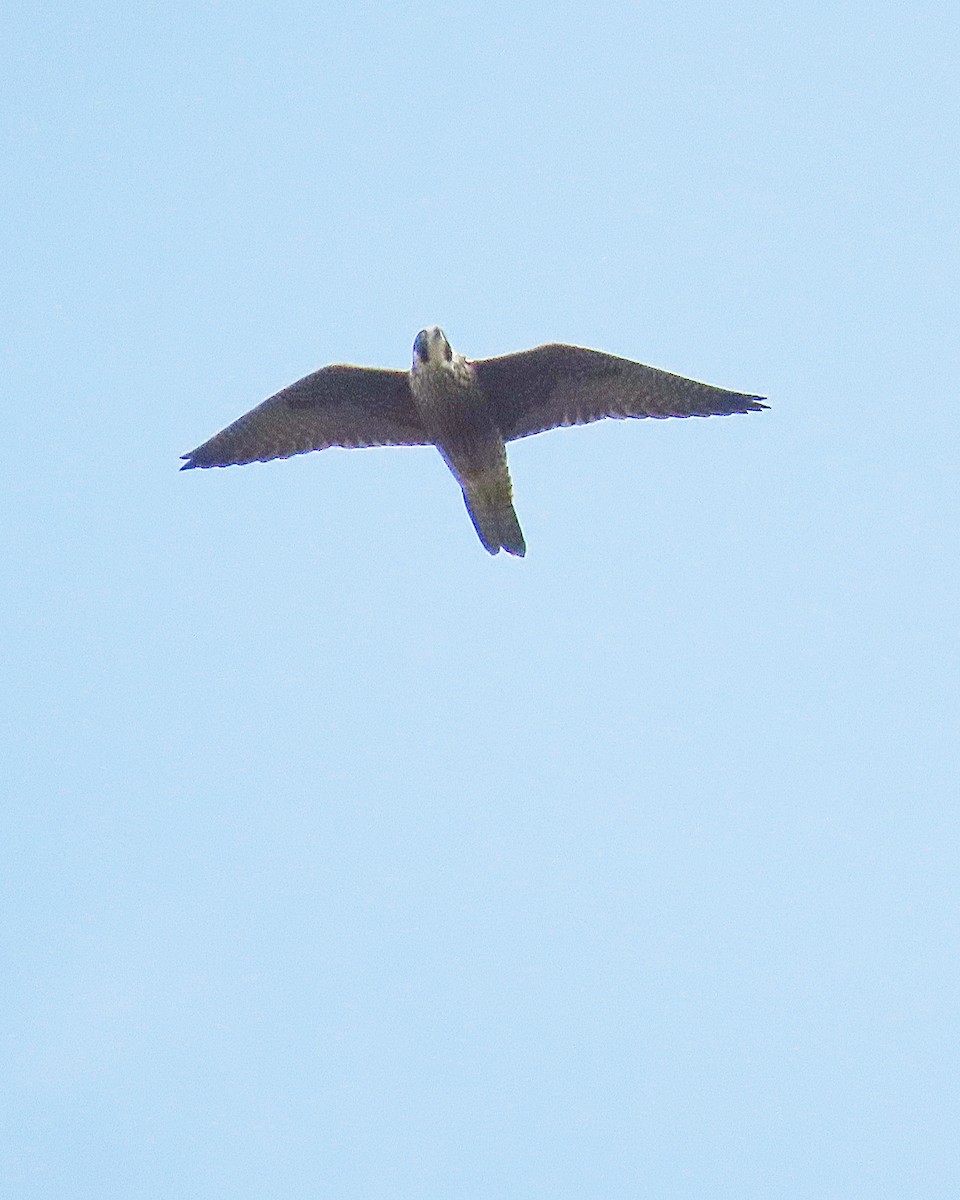 Peregrine Falcon - ML622751748