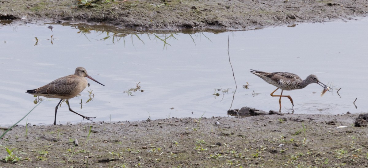 Hudsonian Godwit - Roger Windemuth