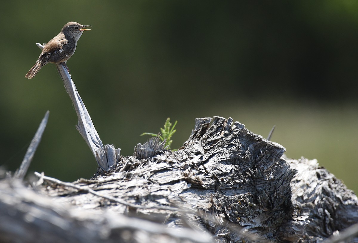 House Wren - Steven Mlodinow