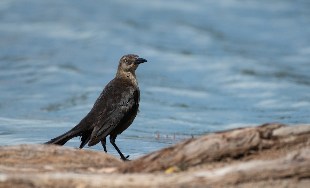 Great-tailed Grackle - Mike Good