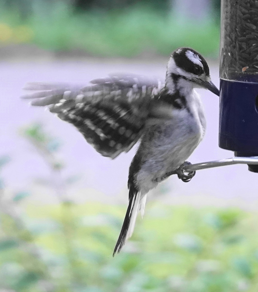 Hairy Woodpecker - Kathleen Kascewicz