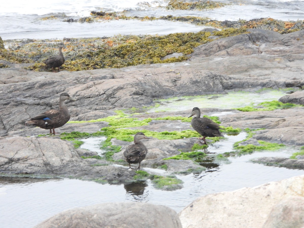 American Black Duck - ML622751782