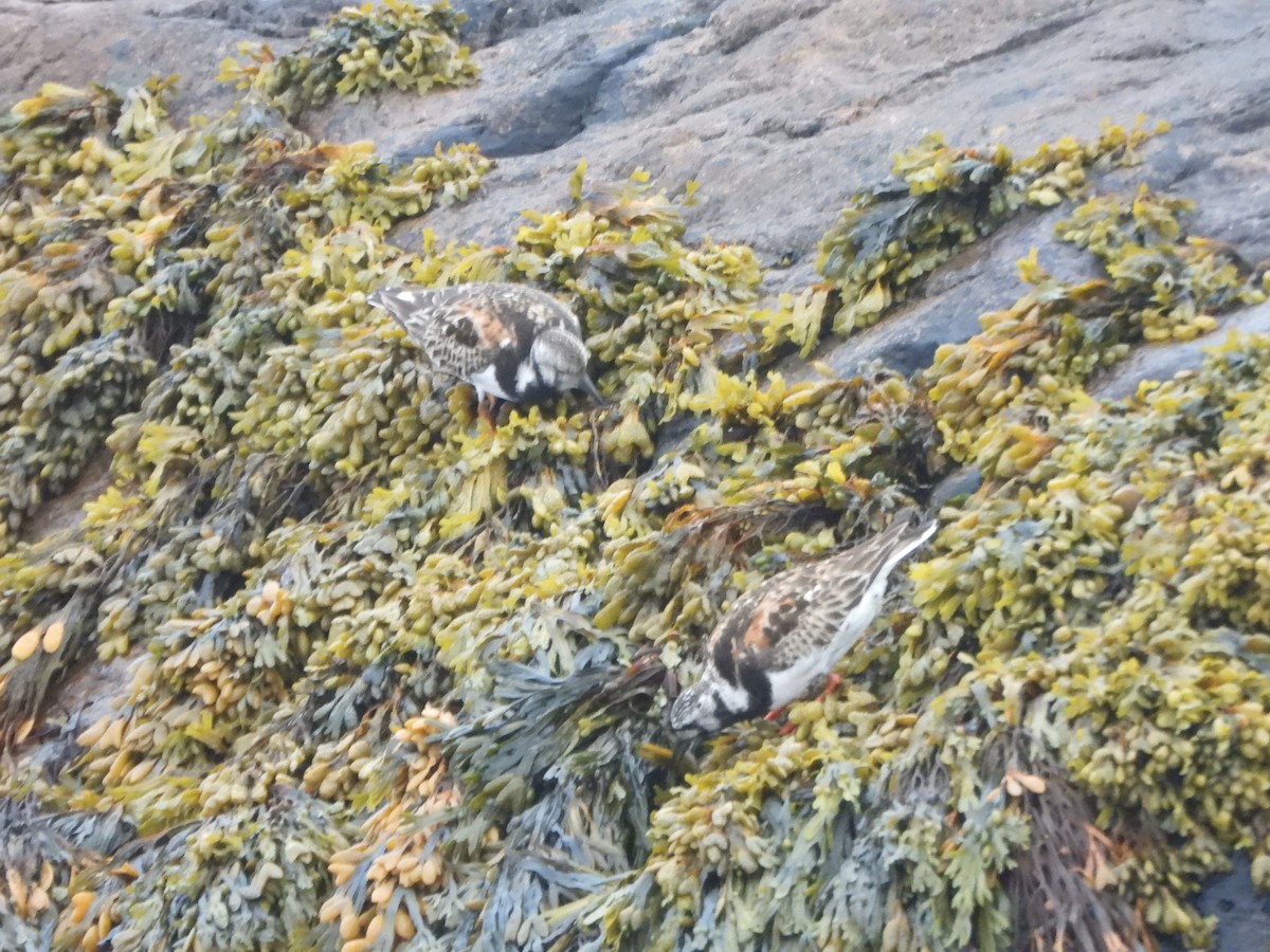 Ruddy Turnstone - ML622751791