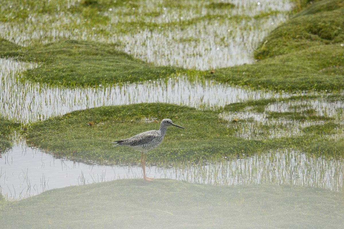 Greater Yellowlegs - ML622751799