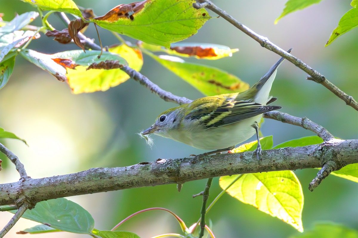 lesňáček rezavoboký - ML622751803