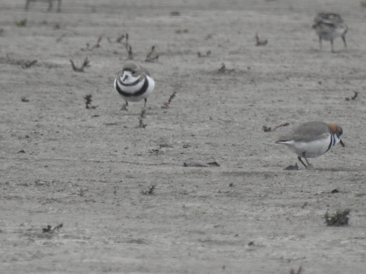 Two-banded Plover - Julia Ariadna