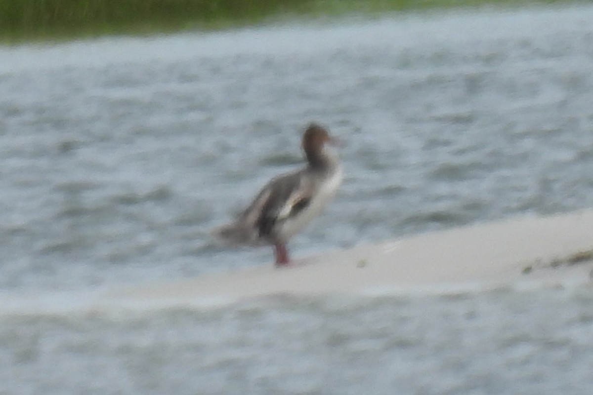 Red-breasted Merganser - ML622751844