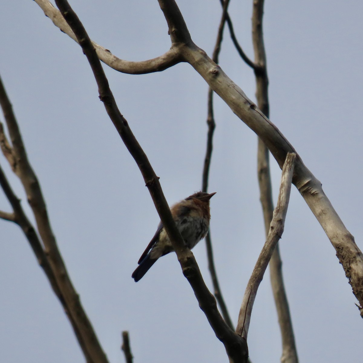 Eastern Bluebird - Jocelyn K