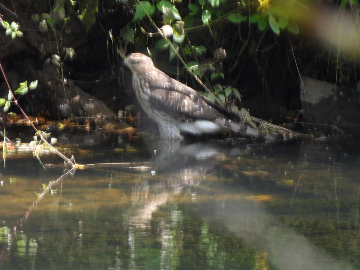 Cooper's Hawk - ML622751892