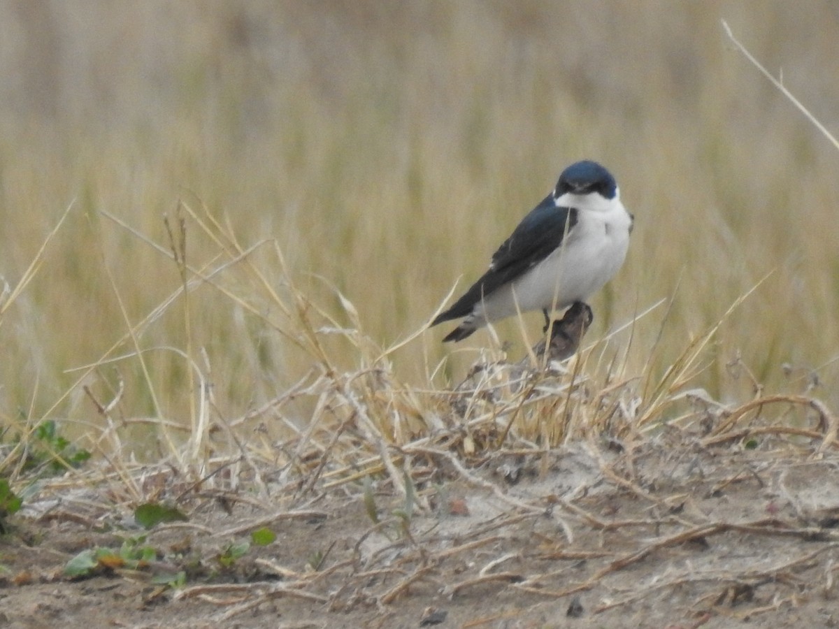 Chilean Swallow - ML622751912