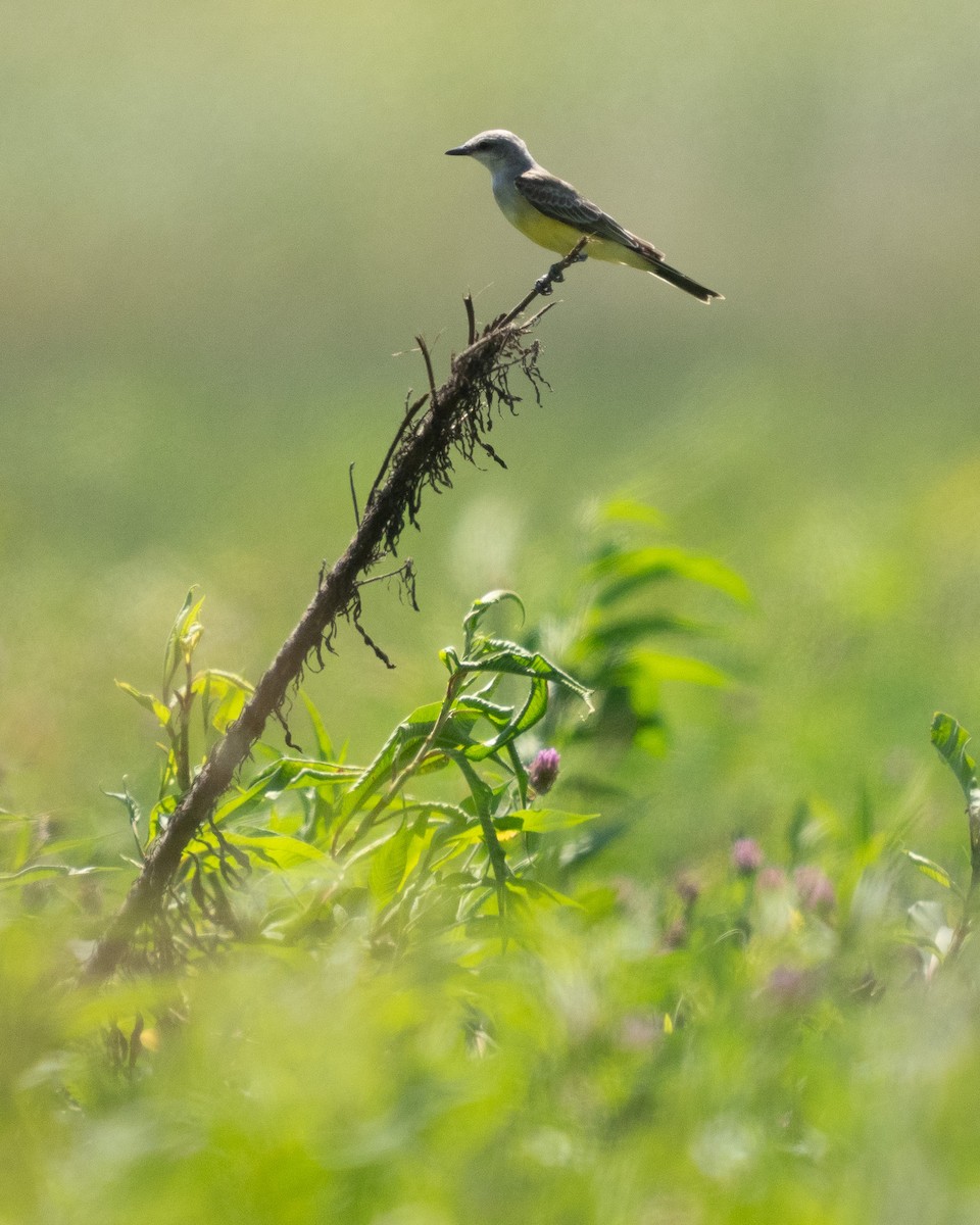 Western Kingbird - ML622751929